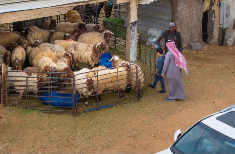 أسواق الماشية في الحدود الشمالية تشهد نشاطًا متزايدًا مع قرب رمضان